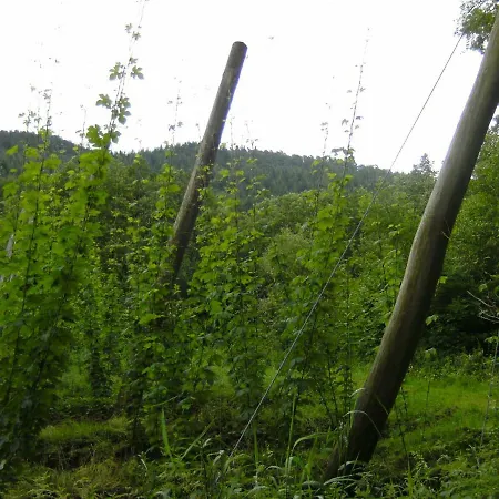 Zum Golfstuebchen * Echternacherbruck